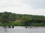 28151 Bird watching hut in Kennemerduinen.jpg